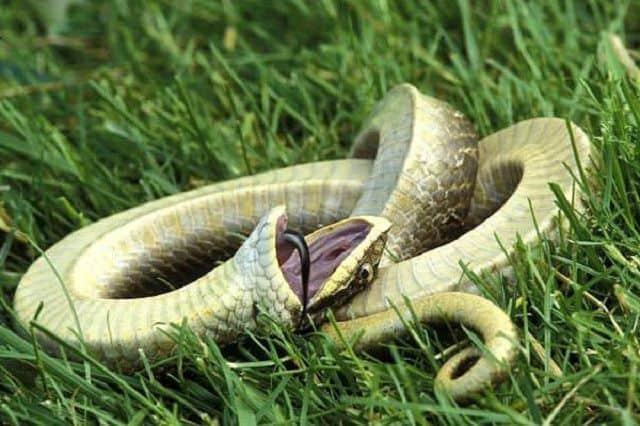 Bí ẩn giấc mơ thấy rắn chết và con số may mắn khi chơi lô đề?
